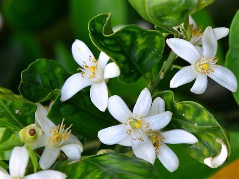 orange blossom and neroli.